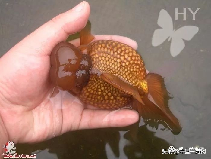 国宝级皇冠珍珠金鱼视频,皇冠珍珠金鱼视频