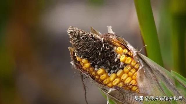 农村养猪还有哪些常见猪病,养猪过程中常见病有哪些如何治疗