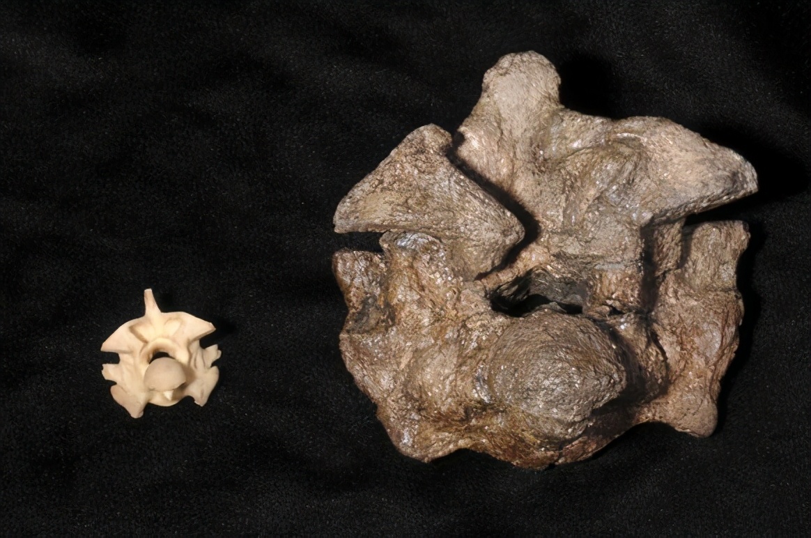 世界上最大的蛇居然不咬人,盘点世界上最大的蛇有多大