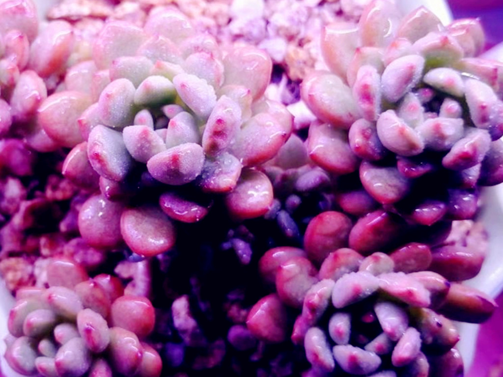 多肉晒伤后怎么处理,多肉被晒伤了怎么补救