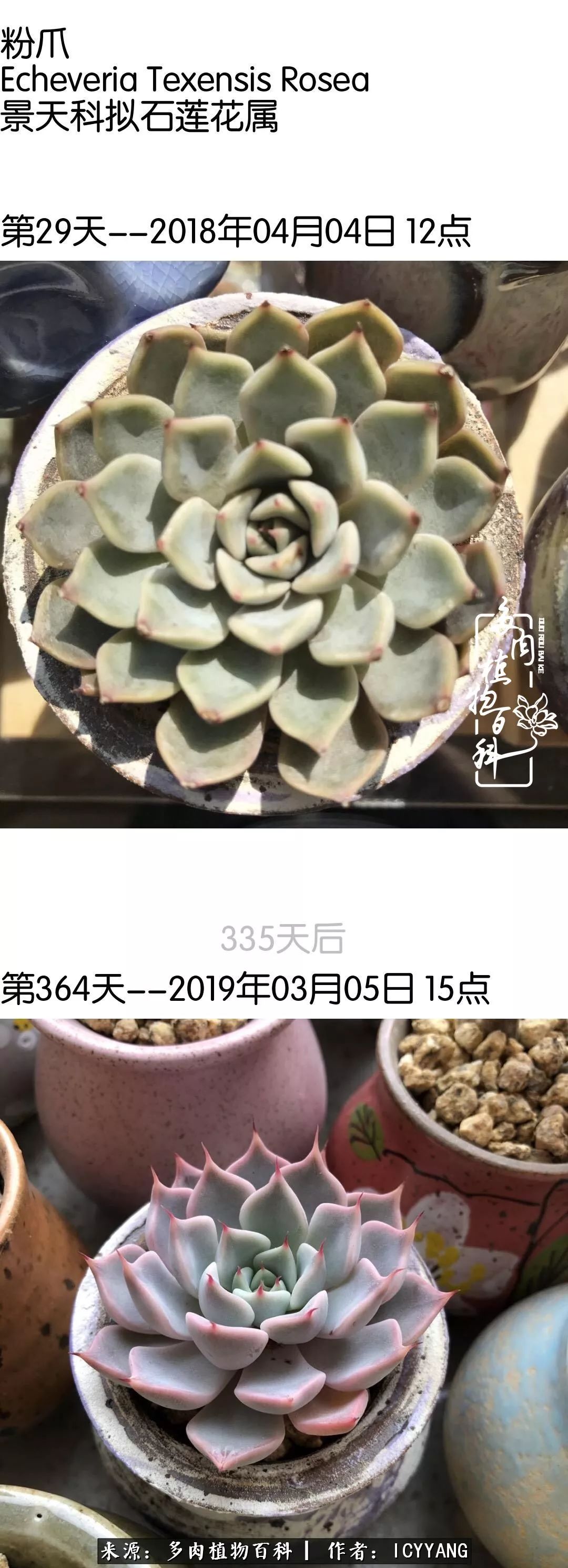 室内阳台多肉的养护方法,景天多肉养护