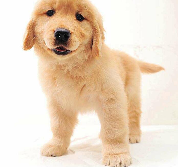 狗狗断尾真的是对狗好吗,狗狗断尾有生命危险吗