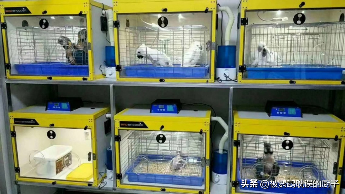 鹦鹉手养喂奶过程,鹦鹉听话技巧视频