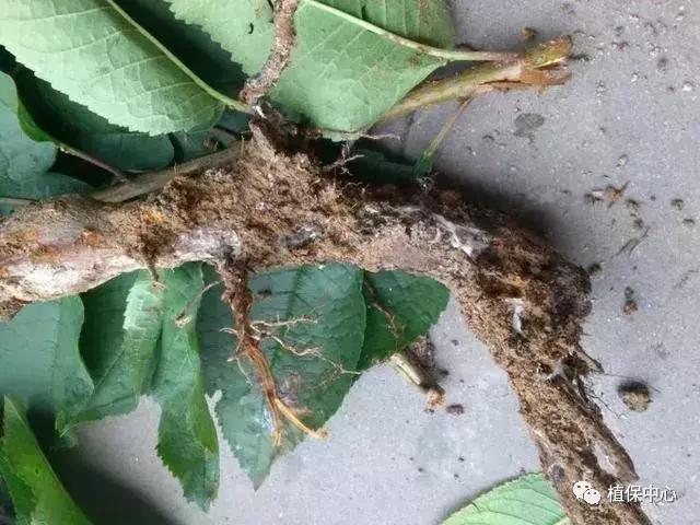 几种果树根部病害的症状识别与防治