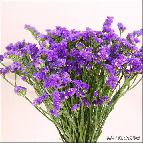 520简短浪漫花语是什么,520朵玫瑰的浪漫花语