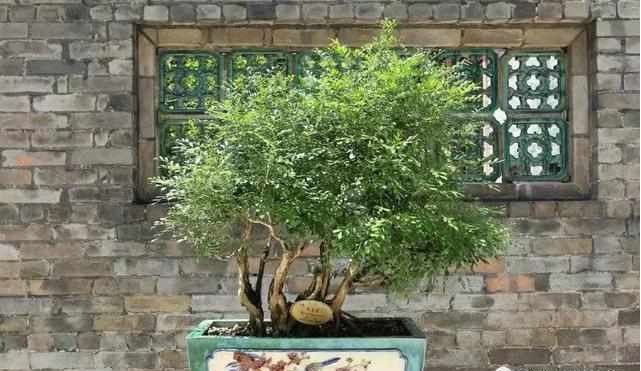 好养又散发氧气的盆栽,室内四季开花好养带香的盆栽