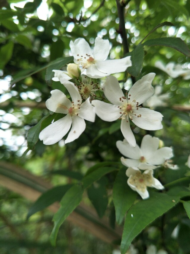 野外的石头能捡回家吗,野外的水烧开了能喝吗