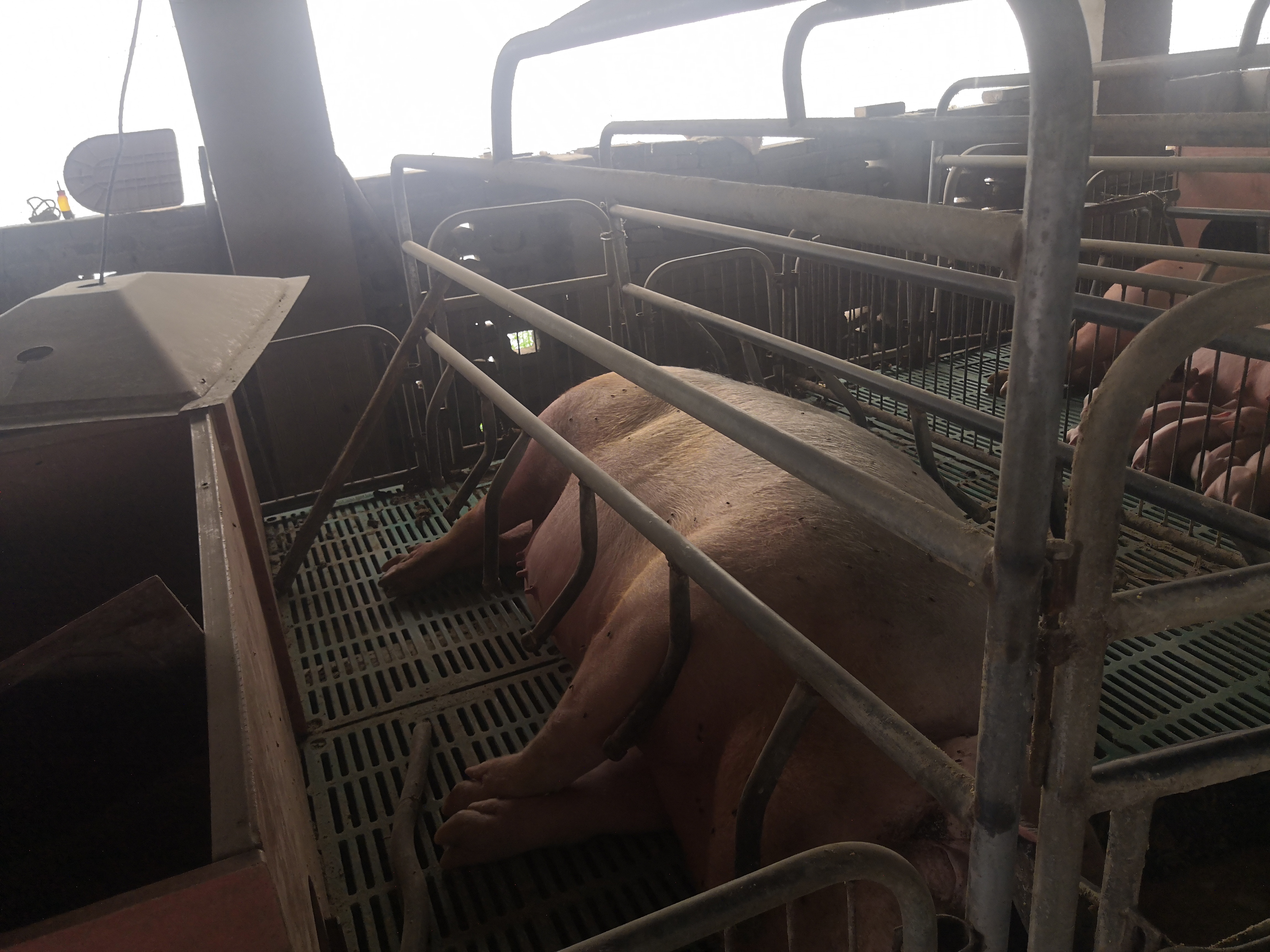 母猪妊娠期的饲养管理视频,母猪妊娠期的饲养管理