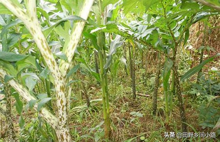 魔芋高产种植技术及条件,魔芋的种植技术和技巧有哪些