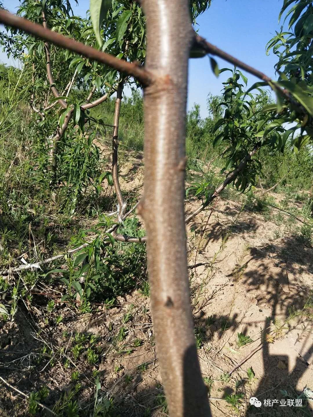 桃树弱树怎么冬剪,桃树主干旁边的枝条过旺怎么修剪