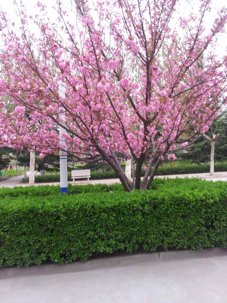 在花卉世界里，我最喜欢的20种美丽的花，花香花美