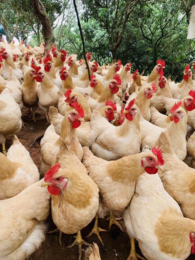 土鸡腺肌胃炎危害,养鸡腺肌胃炎怎么治疗