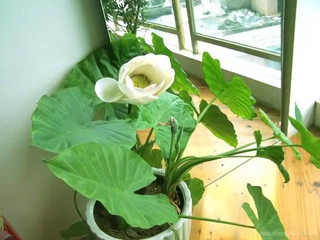 真假难辨的生活常识,真假生活小常识