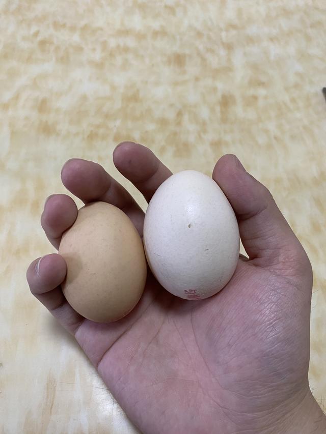 电热杯可以煮鸡蛋吗视频,便携式烧水杯可以煮鸡蛋吗