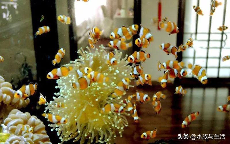 安纳塔汉女王真实身份,安纳塔汉岛女王多大了