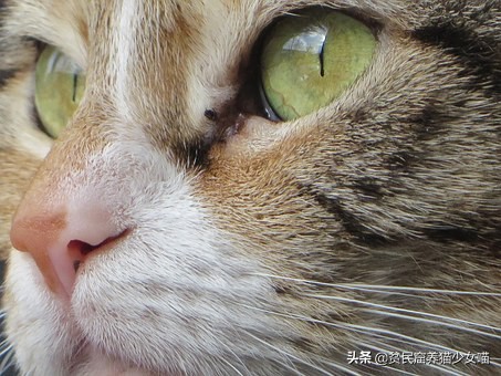 猫咪一直流眼泪的原因和解决方法,猫咪流眼泪泪痕重什么原因
