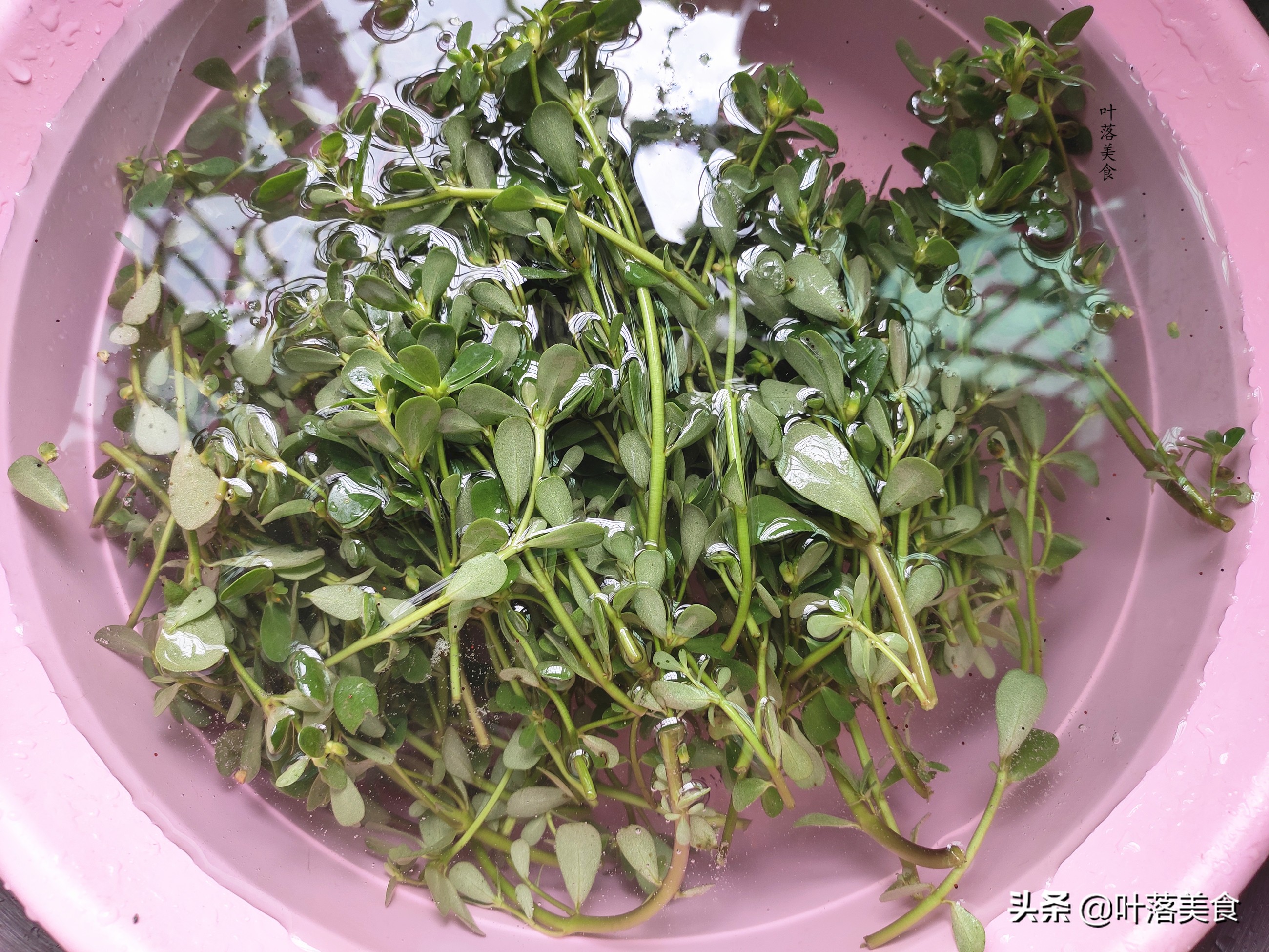 马齿苋怎么做好吃又简单,干马齿苋怎么做又好吃又简单