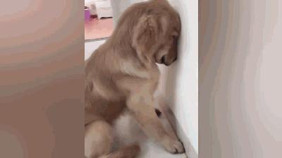 盘点金毛犬的优点和缺点,金毛欢迎光临