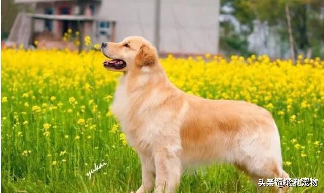 100种常见宠物价格表,最常见十种宠物狗价格