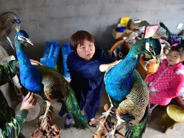 目前养殖什么前景不被看好呢,什么养殖成本低见效快适合新手