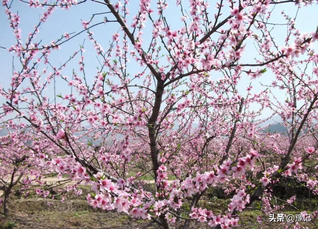安阳哪里有桃花源景区啊,安阳哪里有桃花源景区免费