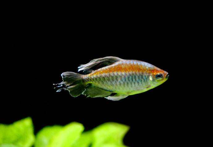 刚果霓虹鱼学名,刚果霓虹鱼好养吗