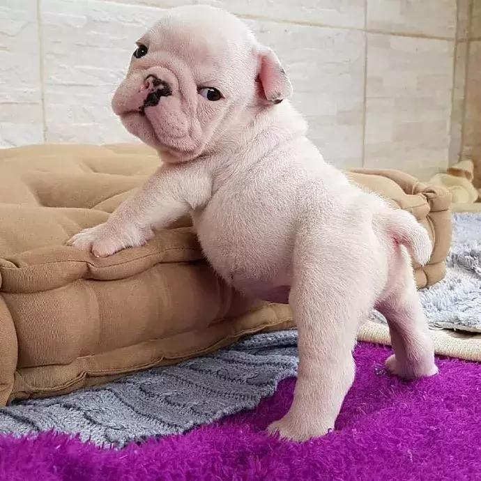 狗子偷吃猪手被发现,狗子被主人吓尿怎么办