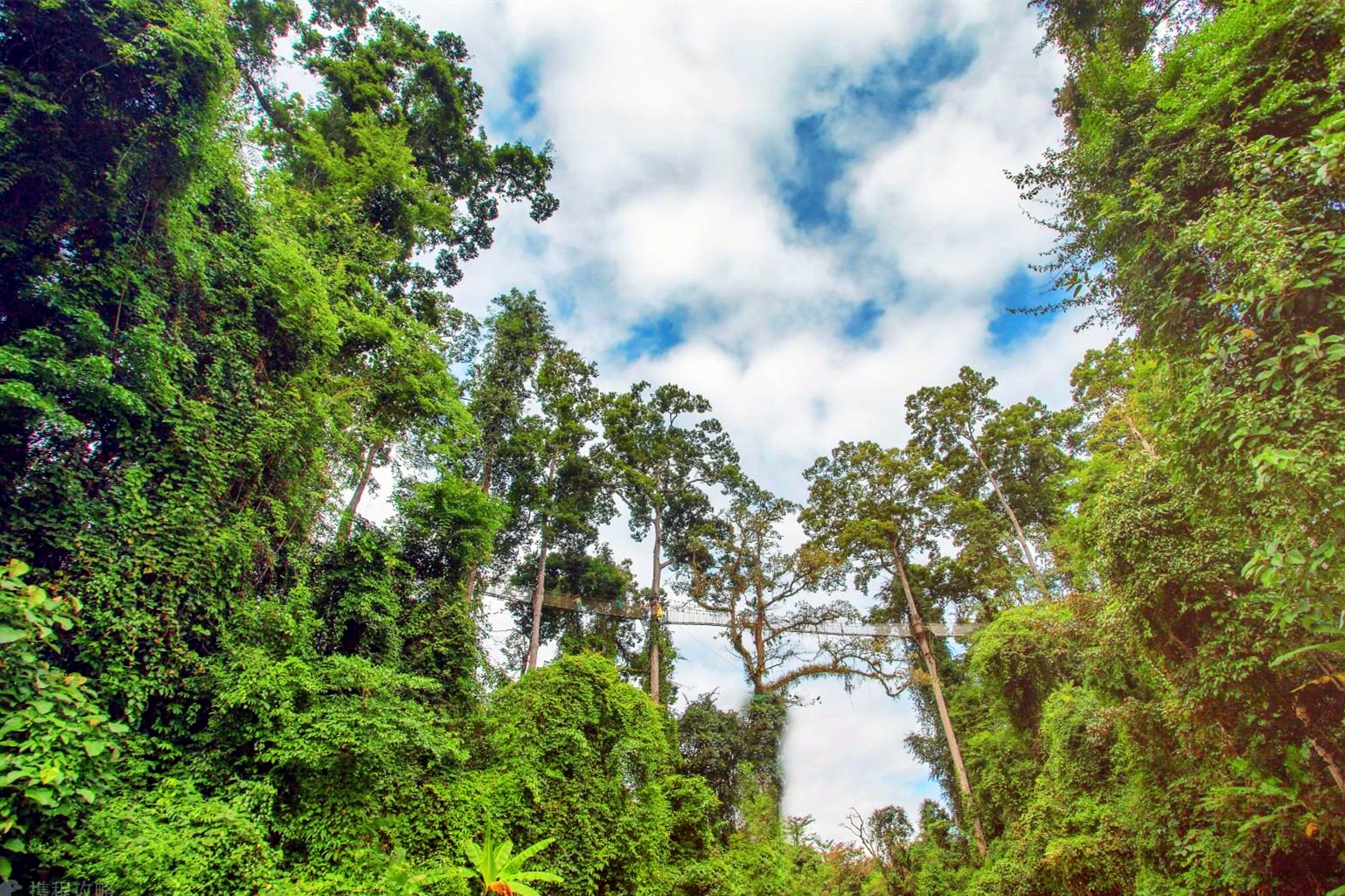 西双版纳热带雨林就是原始森林吗,西双版纳离城区近的原始沟谷雨林