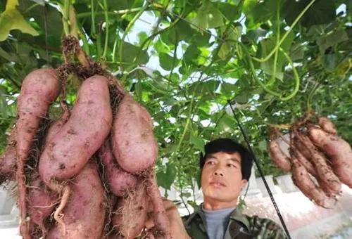 农村24个挣钱的事业，谁先做谁就是最先吃到螃蟹的人