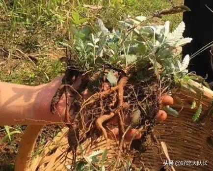 农村的一种野草根像土参,农村这种野草根止咳化痰效果很棒