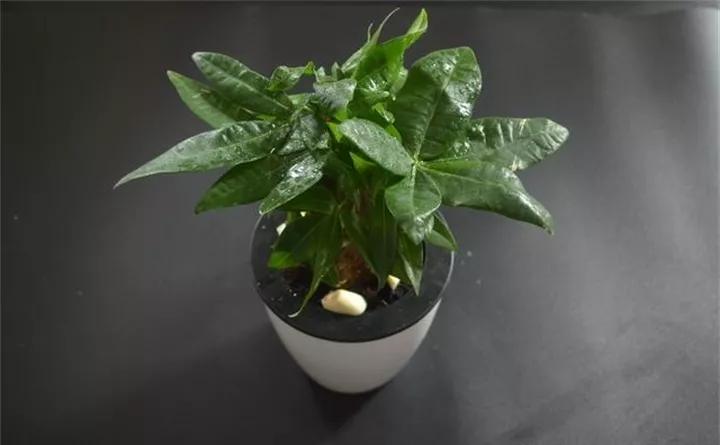 养花的虫害分类及防治,养花如何预防虫害视频教程