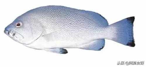便宜常见海鲜鱼有哪些,各种名贵鱼的种类