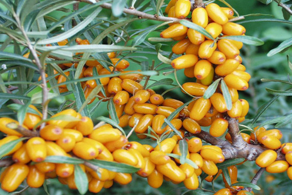 新晋养生水果之“沙棘”