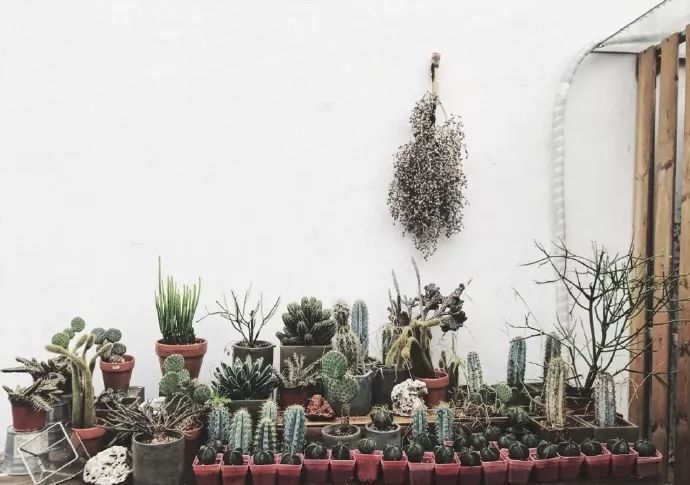 北京最美花店,她放弃了总监职位后续