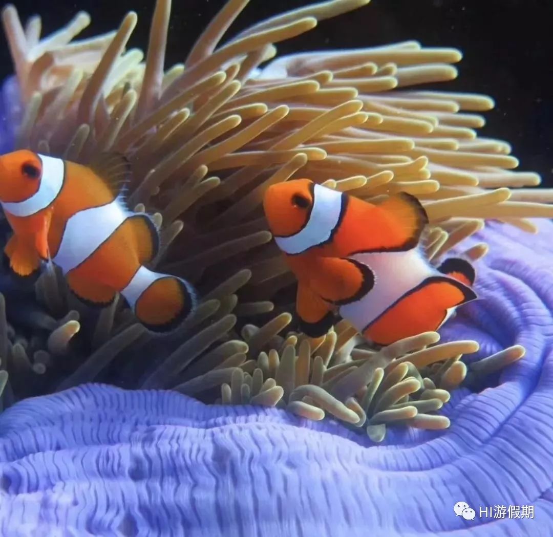 帕劳蓝洞潜水美人鱼,蓝色大海里的帕劳