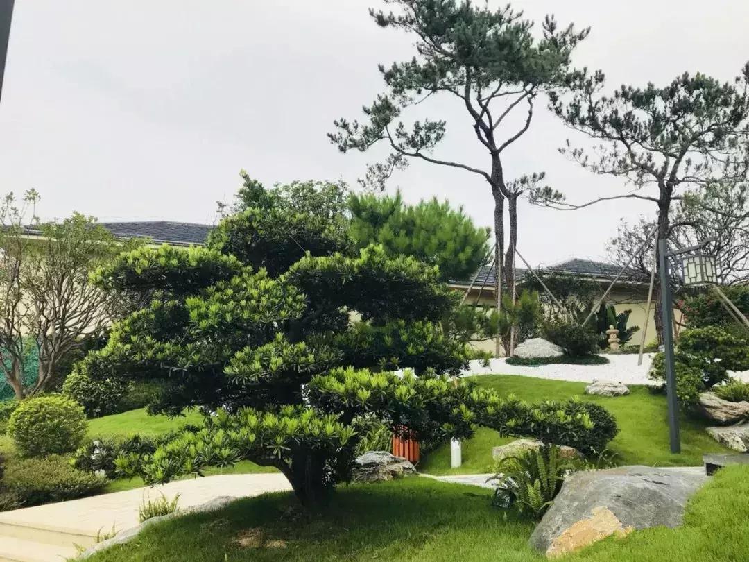 家里种哪些树招财又旺宅,院子什么树最旺财又旺家