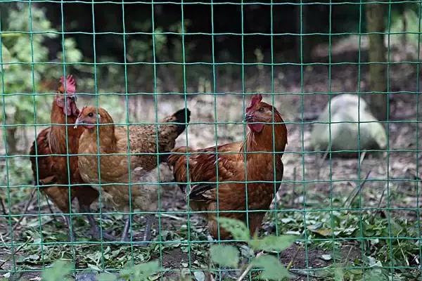 鸡气囊炎简单治疗方法，治疗鸡气囊炎的配方