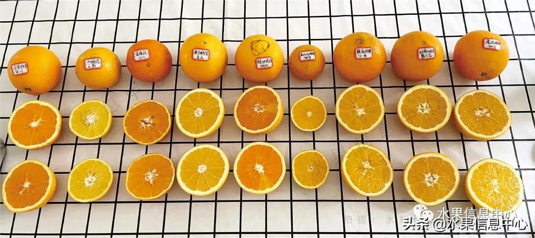 9种橙子测评,正宗秭归脐橙湖北橙子