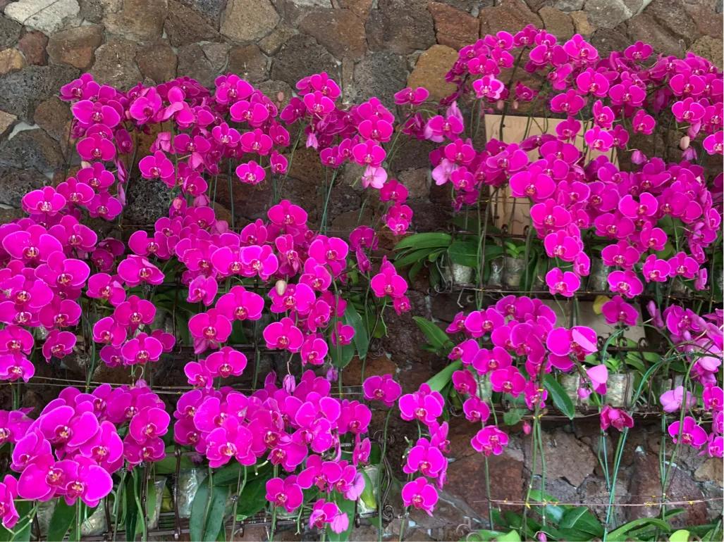 三亚旅游攻略7天自由行,三亚自由行6天旅游攻略