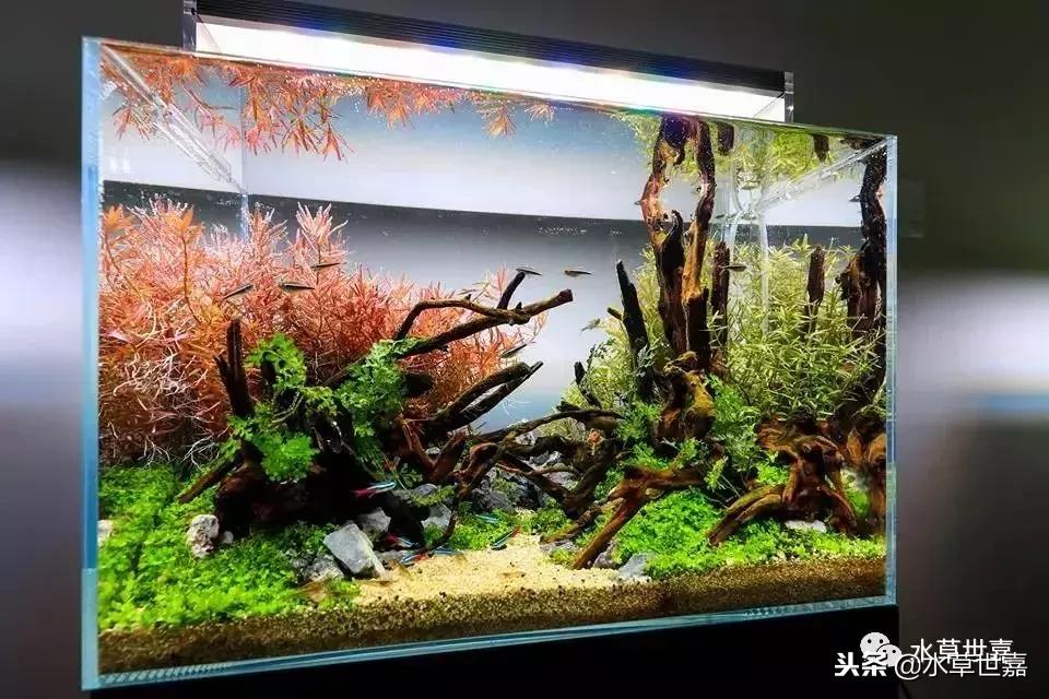 40厘米鱼缸杜鹃根造景,杜鹃根水草缸