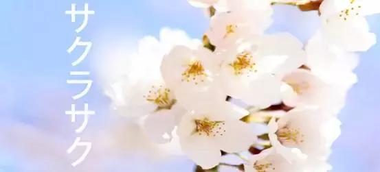 樱花开花日语怎么说,樱花凋落日语叫什么