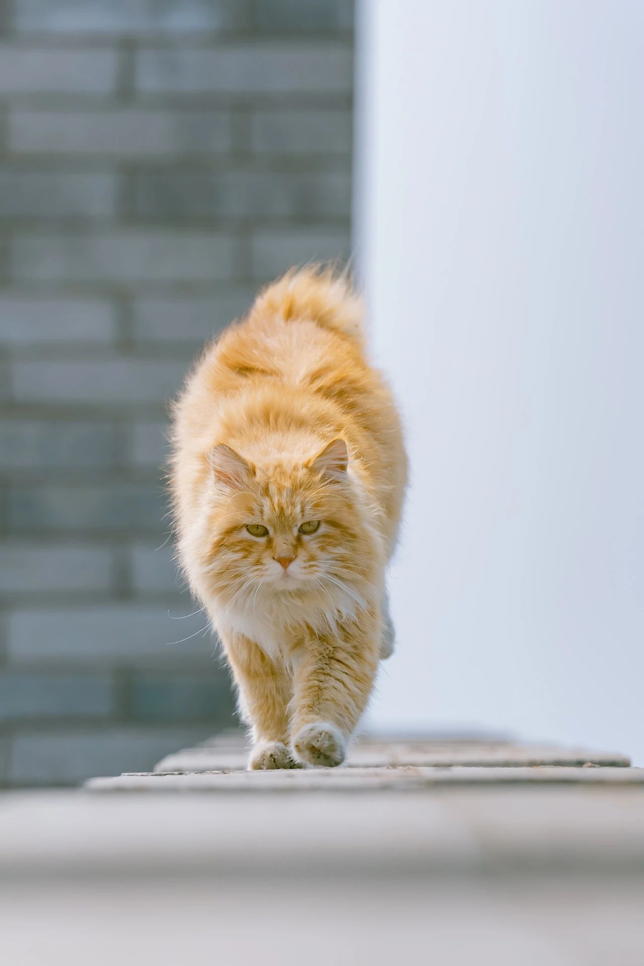 骊山烽火台航拍视频,骊山烽火台上的猫