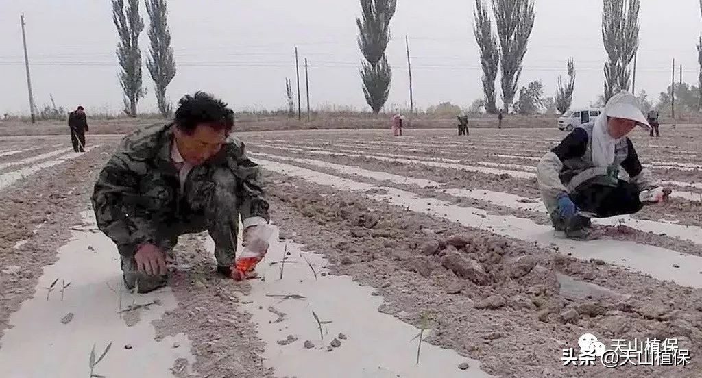 棉田芦苇怎么根除,小麦地里芦苇怎样根除