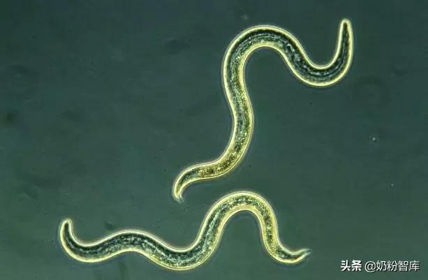 宝宝不长肉跟奶粉过敏有关系吗,宝宝吸收不好不长肉要怎么选奶粉