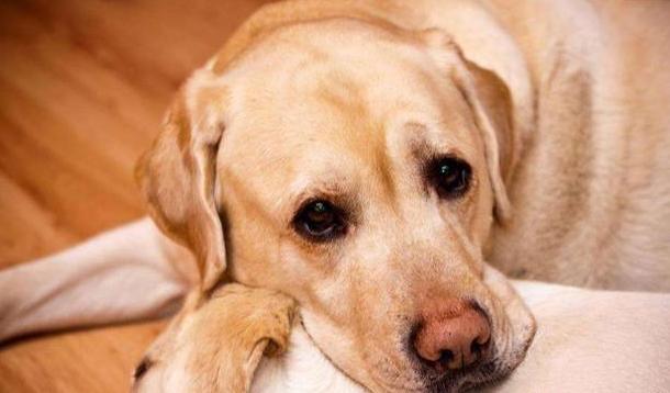 养拉布拉多作为种犬该注意哪些,养拉布拉多犬的好处和坏处