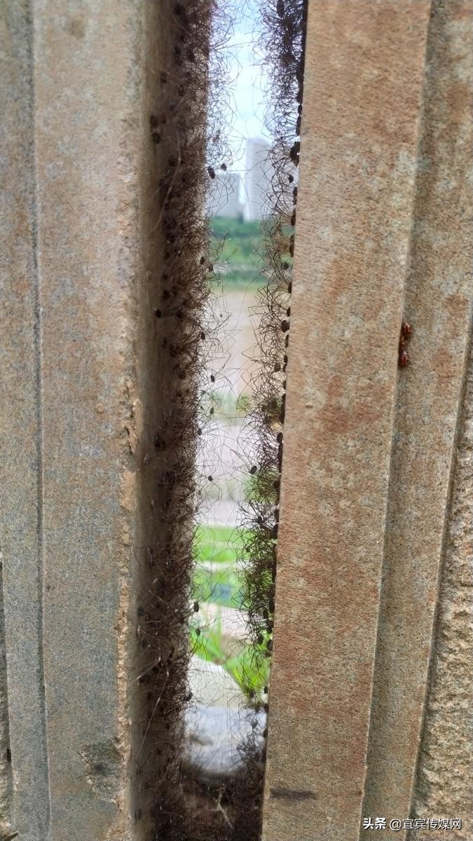 长脚盲蛛密密麻麻,家里发现长脚盲蛛