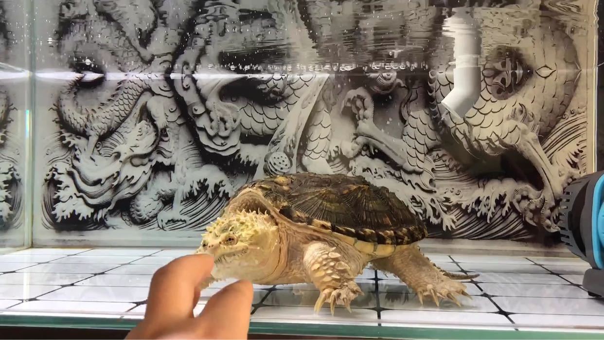 匠志萌宠乐园教学,匠志萌宠