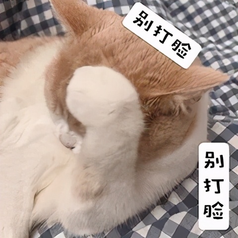 猫咪身上哪些部位不能碰水,猫咪身上的四个弱点