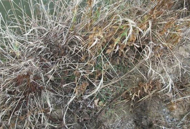 一位养殖户问:打过草甘膦的杂草,还能喂牛吗?你会如何回答?