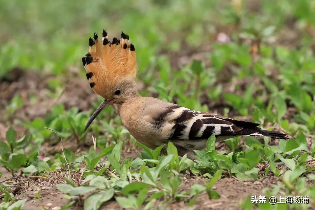 冬季引来最佳观鸟季,观鸟季一年一度